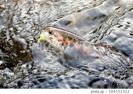 フライを咥え、水中で激しく抵抗するヤマメ 104152322