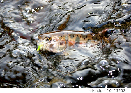 フライを咥え、水中で激しく抵抗するヤマメ フライを咥え、水中で激しく抵抗するヤマメ 104152324