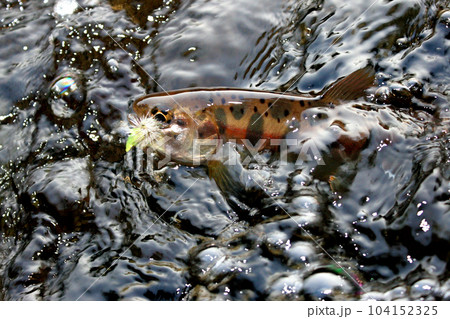 フライを咥え、水中で激しく抵抗するヤマメ 104152325