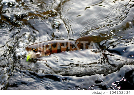 フライを咥え、水中で激しく抵抗するヤマメ 104152334