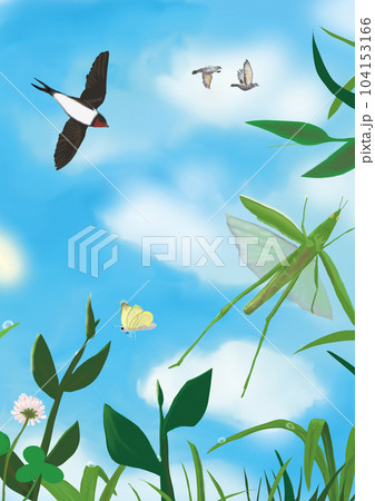 夏の空に遊ぶ鳥たちと虫たち 夏の空に遊ぶ鳥たちと虫たち 104153166