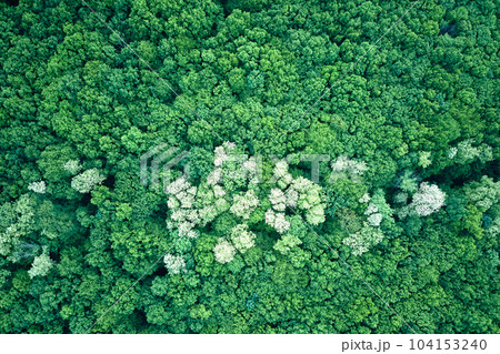 Aerial view of dark lush forest with blooming green trees canopies in spring Aerial view of dark lush forest with blooming green trees canopies in spring 104153240