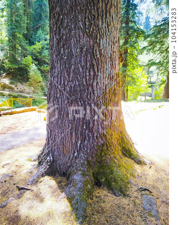 Pine tree trunk in the park. 104153283