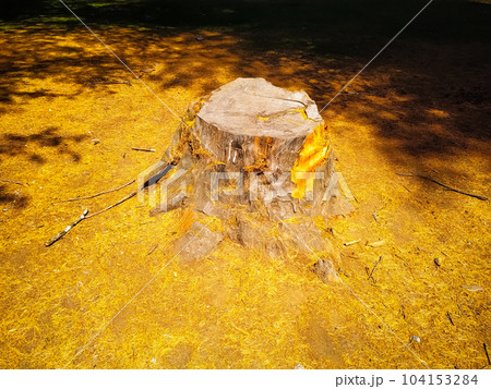 The dry root of a cut pine tree in the forest along 104153284