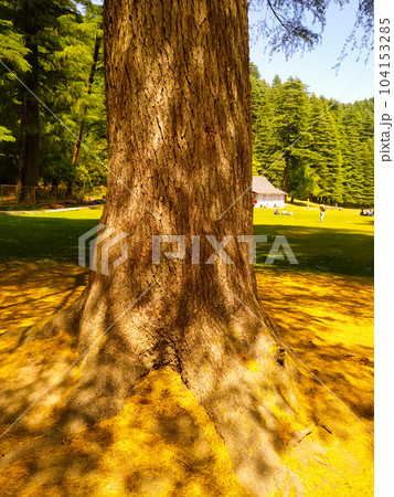 autumn tree in the park 104153285