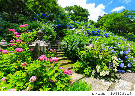 【京都府】紫陽花が満開の華観音寺(丹州観音寺) 【京都府】紫陽花が満開の華観音寺(丹州観音寺) 104153514