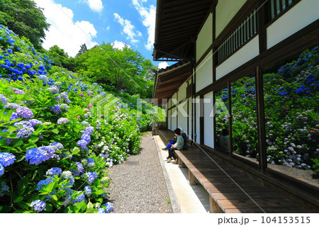 【京都府】満開の紫陽花がシンメトリーな華観音寺の位牌堂 【京都府】満開の紫陽花がシンメトリーな華観音寺の位牌堂 104153515
