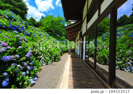【京都府】満開の紫陽花がシンメトリーな華観音寺の位牌堂 104153517