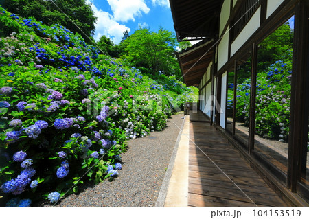 【京都府】満開の紫陽花がシンメトリーな華観音寺の位牌堂 104153519