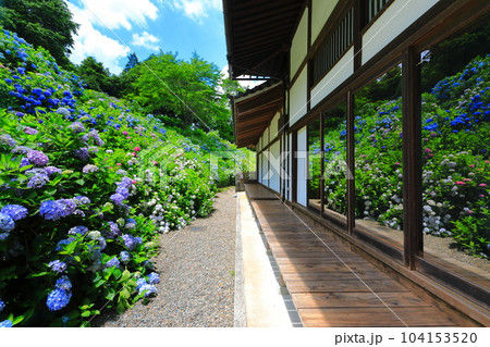 【京都府】満開の紫陽花がシンメトリーな華観音寺の位牌堂 【京都府】満開の紫陽花がシンメトリーな華観音寺の位牌堂 104153520
