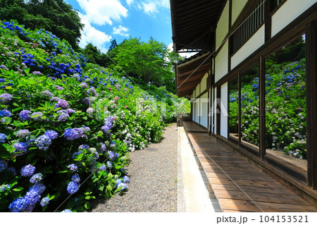 【京都府】満開の紫陽花がシンメトリーな華観音寺の位牌堂 【京都府】満開の紫陽花がシンメトリーな華観音寺の位牌堂 104153521