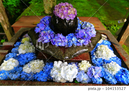 【京都府】華観音寺の花手水紫陽花(丹州観音寺) 【京都府】華観音寺の花手水紫陽花(丹州観音寺) 104153527