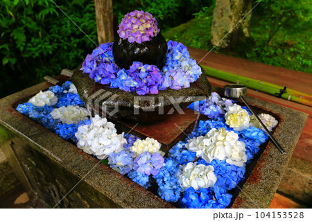 【京都府】華観音寺の花手水紫陽花(丹州観音寺) 【京都府】華観音寺の花手水紫陽花(丹州観音寺) 104153528