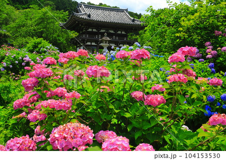 【京都府】紫陽花が満開の華観音寺の仁王門（丹州観音寺） 104153530