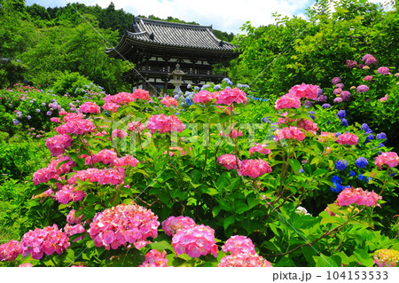 【京都府】紫陽花が満開の華観音寺の仁王門（丹州観音寺） 104153533