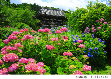 【京都府】紫陽花が満開の華観音寺の仁王門（丹州観音寺） 104153538
