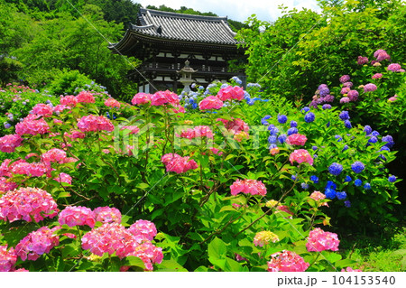 【京都府】紫陽花が満開の華観音寺の仁王門（丹州観音寺） 104153540