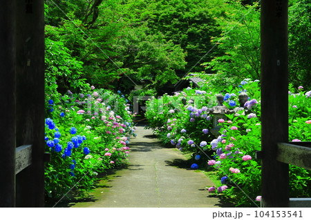 【京都府】紫陽花が満開の華観音寺あじさいの道（丹州観音寺） 104153541