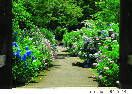 【京都府】紫陽花が満開の華観音寺あじさいの道(丹州観音寺) 【京都府】紫陽花が満開の華観音寺あじさいの道(丹州観音寺) 104153543