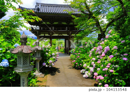 【京都府】紫陽花が満開の華観音寺の仁王門（丹州観音寺） 104153548