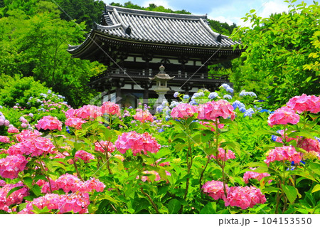 【京都府】紫陽花が満開の華観音寺の仁王門(丹州観音寺) 【京都府】紫陽花が満開の華観音寺の仁王門(丹州観音寺) 104153550