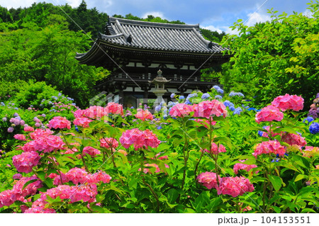 【京都府】紫陽花が満開の華観音寺の仁王門（丹州観音寺） 104153551