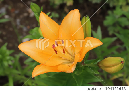 初夏の庭に咲くオレンジ色のスカシユリの花 初夏の庭に咲くオレンジ色のスカシユリの花 104153638