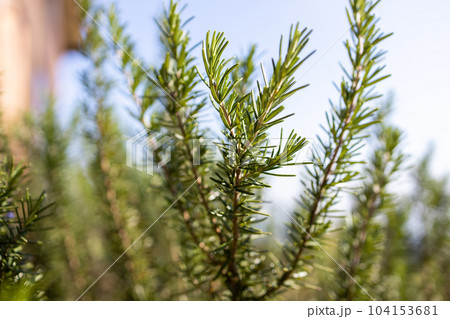 Fresh Rosemary Herb grow outdoor. Rosemary leaves Close-up. 104153681