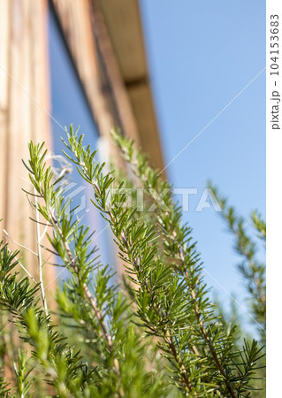 Fresh Rosemary Herb grow outdoor. Rosemary leaves Close-up. Fresh Rosemary Herb grow outdoor. Rosemary leaves Close-up. 104153683