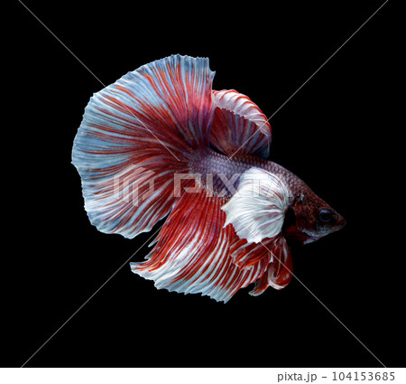 Betta fish, siamese fighting fish, betta splendens isolated on black background Betta fish, siamese fighting fish, betta splendens isolated on black background 104153685