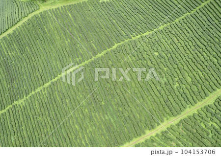 Aerail view Tea farm with sea of mist, green tree, blue mountain Aerail view Tea farm with sea of mist, green tree, blue mountain 104153706