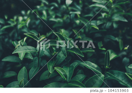 Top of Green tea leaf in the morning, tea plantation 104153903