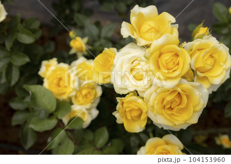 Roses flowers bloom in summer in the garden roses. Beautiful roses flowers close up. 104153960