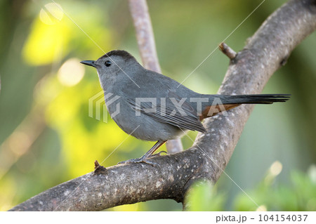 A Gray Catbird bird perched on a tree branch in summer Florida shrubs 104154037