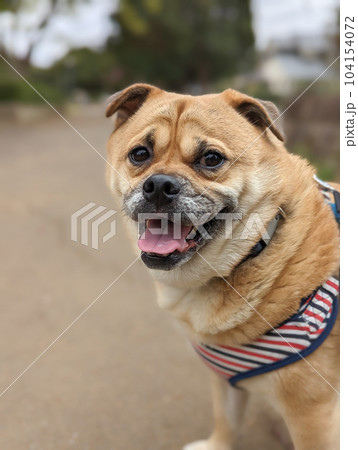 パグ柴ミックス犬【左向き半身】の写真素材 [104154072] - PIXTA