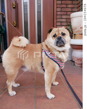 パグ柴ミックス犬【全身】 104154078