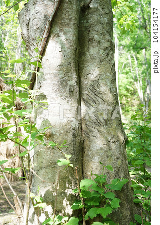 北海道苫前町　ヒグマの事件跡地 104154177