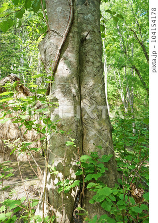 北海道苫前町 ヒグマの事件跡地 北海道苫前町 ヒグマの事件跡地 104154178