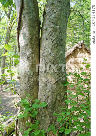 北海道苫前町 ヒグマの事件跡地 北海道苫前町 ヒグマの事件跡地 104154179