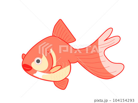 金魚（赤） 104154293