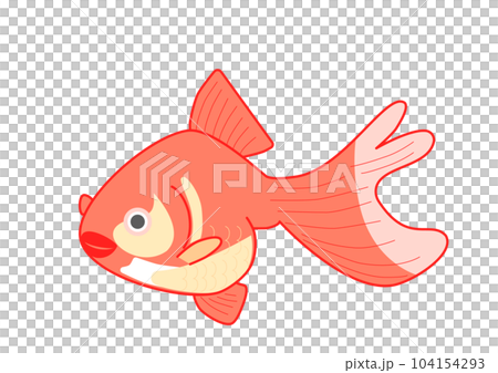 金魚（赤） 104154293