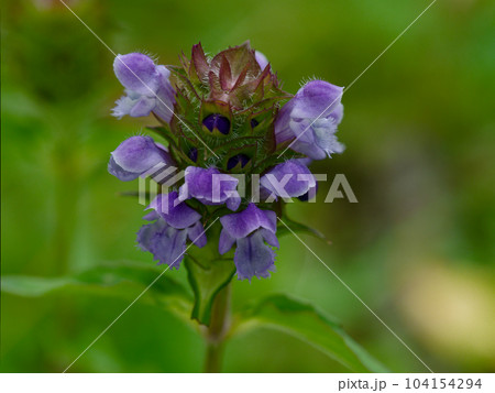 薬用植物カコソウの花 104154294