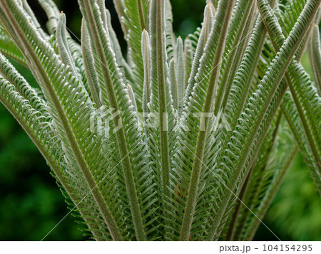 裸子植物ソテツ科の新葉 裸子植物ソテツ科の新葉 104154295