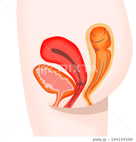 女性の膀胱・子宮・直腸の断面図 女性の膀胱・子宮・直腸の断面図 104154399