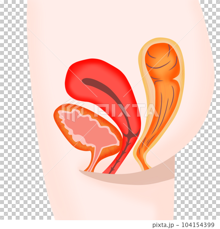 Cross section of female bladder, uterus and rectum 104154399