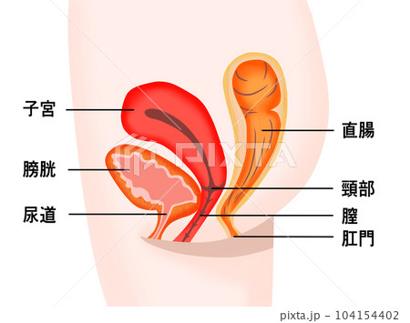 女性の膀胱・子宮・直腸の断面図 女性の膀胱・子宮・直腸の断面図 104154402