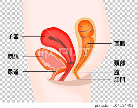 女性膀胱、子宮和直腸的橫截面 104154402