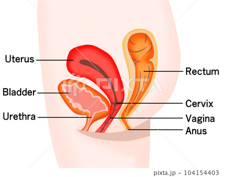 Cross section of female bladder, uterus and rectum Cross section of female bladder, uterus and rectum 104154403