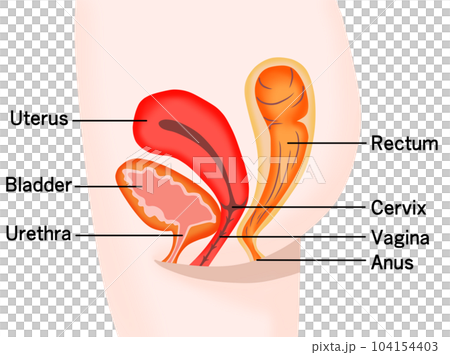 womb, female, lady 104154403