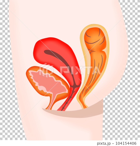 Cross section of female bladder, uterus and rectum Cross section of female bladder, uterus and rectum 104154406